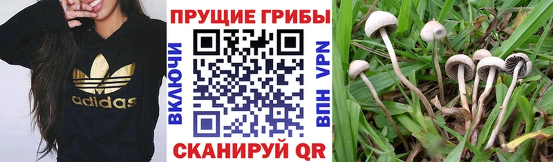 mega как войти  нарко площадка какой сайт  Галлюциногенные грибы Cubensis  купить закладку  Разумное 